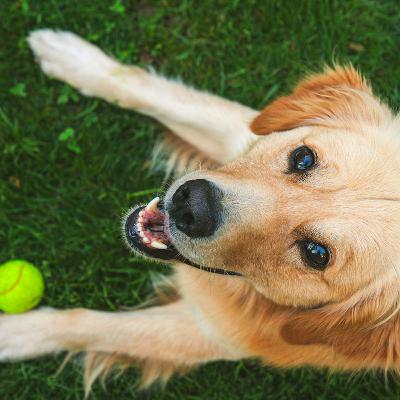 Cani e proprietari, fra corsi di base, tasse e caratteristiche comportamentali