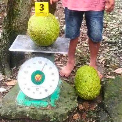 Người trộm 2 trái mít bị khởi tố vì 'ngựa quen đường cũ' khi chưa được xóa án tích Người trộm 2 trái mít bị khởi tố vì 'ngựa quen đường cũ' khi chưa được xóa án tích