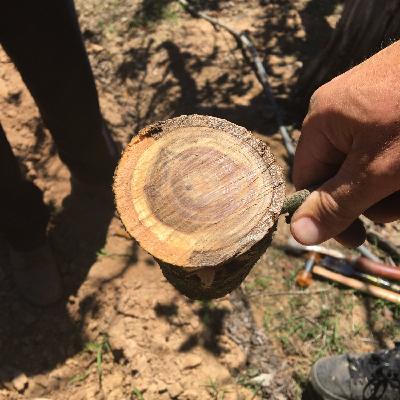 Encore: Leslie Holland on Botryosphaeria in Almonds