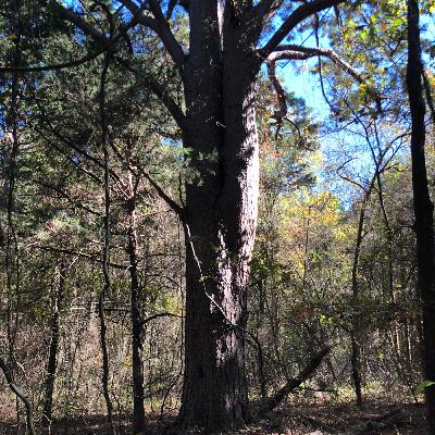 Edge of the Woods