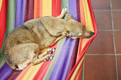 Panicked and Anxious in a Hammock Panicked and Anxious in a Hammock