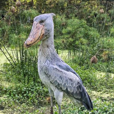 21. Shoebill Stork (The Bird That Hunts Like A Dinosaur) 21. Shoebill Stork (The Bird That Hunts Like A Dinosaur)