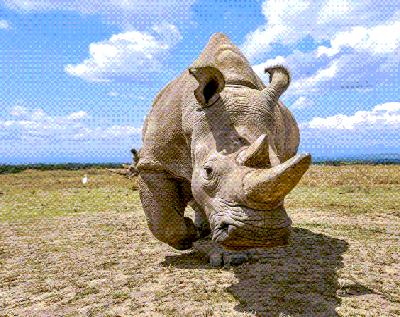 An Electronic Hunt for Lions & Rhinos