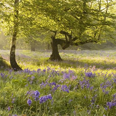 1096: Listen: Kent Downs National Landscape director Nick Johannson speaks about a new national nature reserve in Kent - 30/05/2025 1096: Listen: Kent Downs National Landscape director Nick Johannson speaks about a new national nature reserve in Kent - 30/05/2025