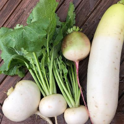 【7-2】大根は過去と未来をつなぐ〜原産地・歴史・品種〜 【7-2】大根は過去と未来をつなぐ〜原産地・歴史・品種〜