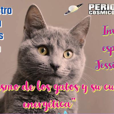 "el misticismo de los gatos y su curación energética"