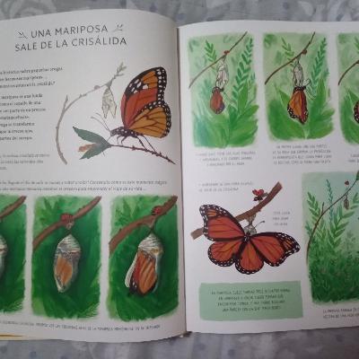 El proceso de espera de una mariposa