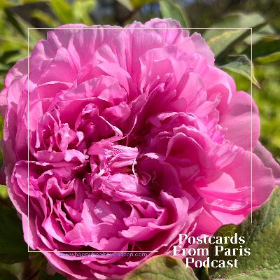 Spring Into Presence: One Flower Spring Into Presence: One Flower