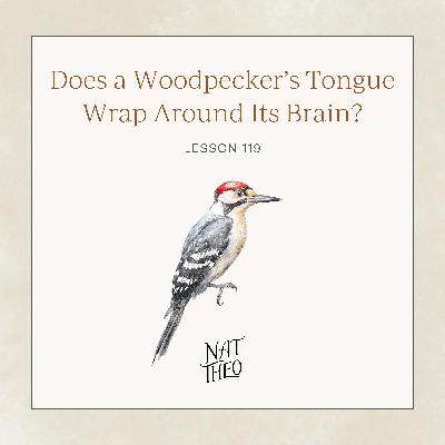 Does a Woodpecker’s Tongue Wrap Around Its Brain? Lesson 119