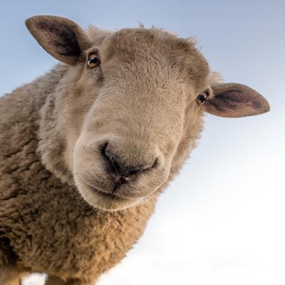 The Wild Sheep Chase // 5d20 // Special