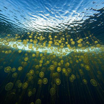 Microalgas Antárticas - un ejercito en miniatura que te protege