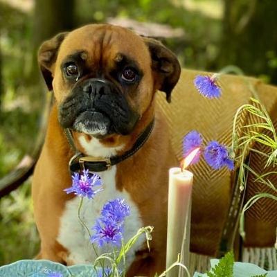 The grief that comes from losing a pet with Clodagh McKenna The grief that comes from losing a pet with Clodagh McKenna