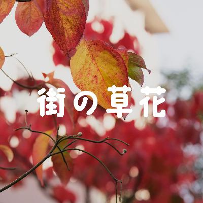ハナミズキの赤と初冬の温もり｜019