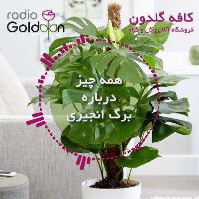 نگهداری و بیماری های گیاه برگ انجیری نگهداری و بیماری های گیاه برگ انجیری