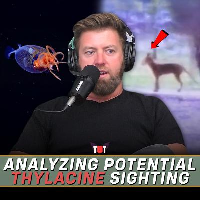 Analyzing Potential Thylacine Footage, Ocean Monster Filmed, & Gorilla vs Bear Fight