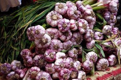 Garden Talk: Plant garlic – it’s easy and how to still grow greens when it gets cold