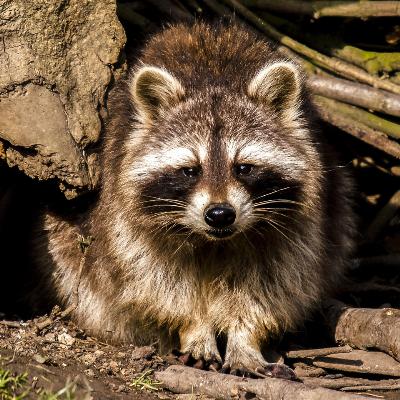 Mapaches, un peligro para nosotros