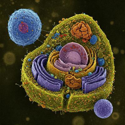 Lysosomes: The Cell’s Recycling Centers (Part 1 – An Introduction) Lysosomes: The Cell’s Recycling Centers (Part 1 – An Introduction)