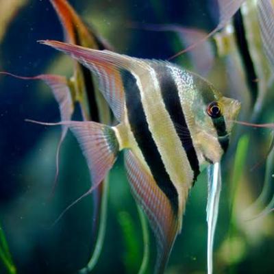 Ficha técnica del pez Angel o Escalar Altum.