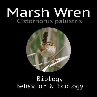 Marsh Wren - Biology, Behavior and Ecology