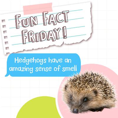 Fun Fact Friday: Hedgehogs Have an Amazing Sense of Smell!