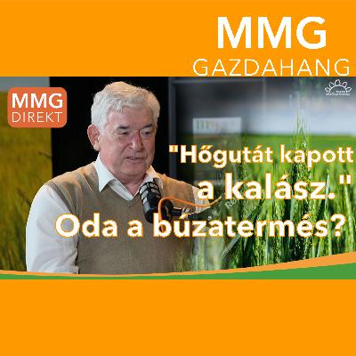 "Hőgutát kapott a kalász." Oda a búzatermés? | Dr. Lakatos Zoltán vezérigazgató, Hajdú Gabona Zrt. (175)