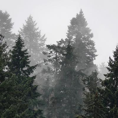 Ancient Forest Suite