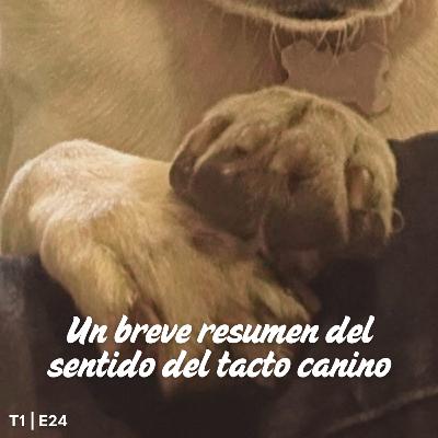 T1 E 24 Un breve resumen del sentido del tacto canino