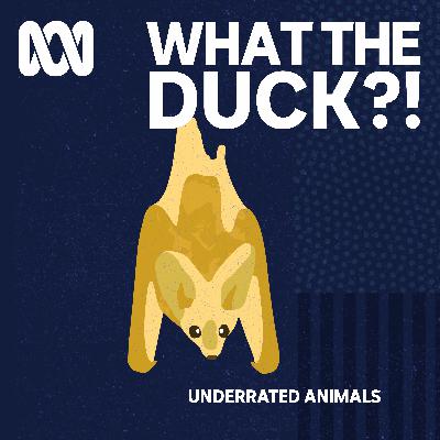 Underrated animals: Ghost bat