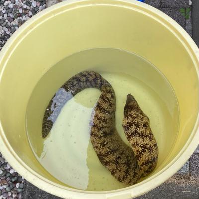 日本の魚"うつぼ"