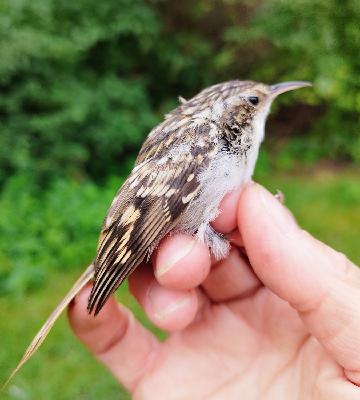 Hegyi fakusz (Certhia familiaris) és rövidkarmú fakusz (Certhia brachydactyla)
| Hegyi fakusz (Certhia familiaris) és rövidkarmú fakusz (Certhia brachydactyla)
|