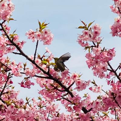 #64 大角海浜公園