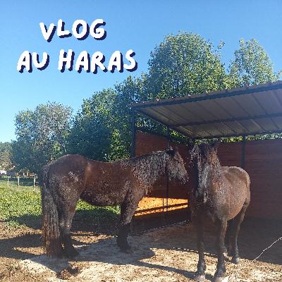17. Vlog - Stress, poulains et première balade - 2e journée au Haras 17. Vlog - Stress, poulains et première balade - 2e journée au Haras
