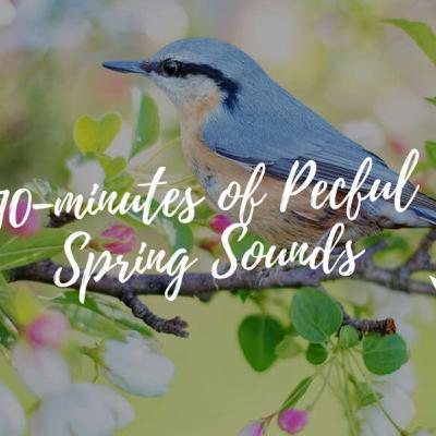 10-Minute Ambient Spring Soundscape Relaxing Music, Nature Sound, Meditation Music, Yoga, Study Music