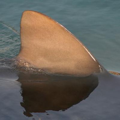 BREAKING: Woman killed by shark on NSW Mid North Coast; Brisbane hockey coach accused of grooming; And AFLW GF sells out as Brisbane aims for 4th trophy