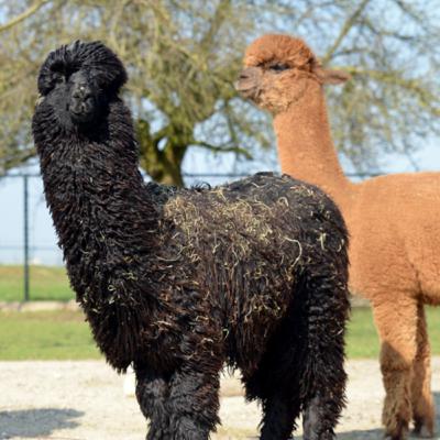 Tropische weken met o.a. Alpaca "meppen/kloppen" !!