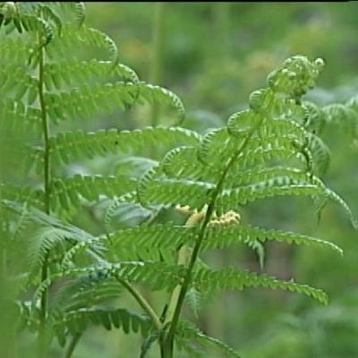 Sin flores desde muy antiguo