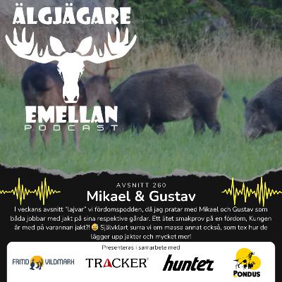 260. Mikael & Gustav