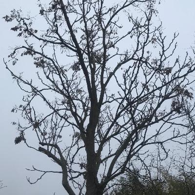 Mediterráneo - El Ailanthus Altíssima o el árbol que coloniza Palestina - 14/12/25