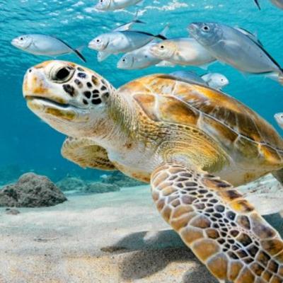 This is the official trailer to the WildLife facts podcast