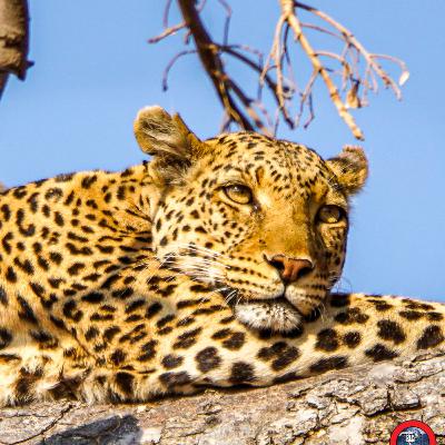 Day 2 – Botswana Safari in Chobe