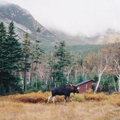 32. Let Sleeping Moose Lie - Jodi Hausen 32. Let Sleeping Moose Lie - Jodi Hausen