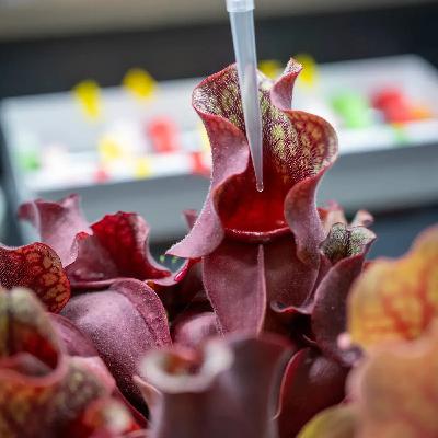Ep. 551 - Sagebrush, Pitcher Plants, & Leaf Microbiomes Ep. 551 - Sagebrush, Pitcher Plants, & Leaf Microbiomes