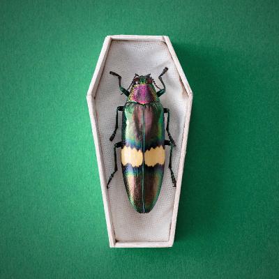 Expeditie Uitsterven | Aflevering 4 | De zondvloed Expeditie Uitsterven | Aflevering 4 | De zondvloed