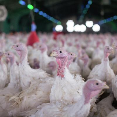 Despite Bird Flu Plenty Of Turkey To Gobble Up This Thanksgiving
