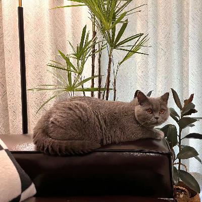 EP.3 让猫之魔法治愈糟糕的世界吧丨猫生一日ASMR