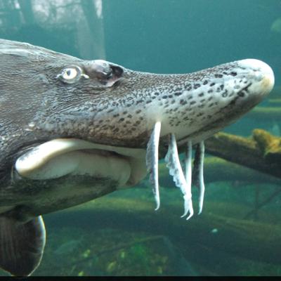#6: The Beluga sturgeon can be more than 7 metres long!?