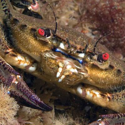 Facts: The Velvet Swimming Crab