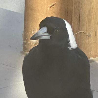 94: Tragic Magpie Attack Blinds Girl; Massive Eastern Brown Snake Invades Home. Jeremy Zakis reports that a massive five-foot-long great eastern brown snake was found rearing up outside a woman's bathroom in Veil View, Queensland, necessitating a snake catche