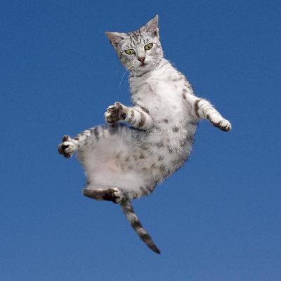 Miau, Miau - Eine kleine Geschichte des „Cat Content“